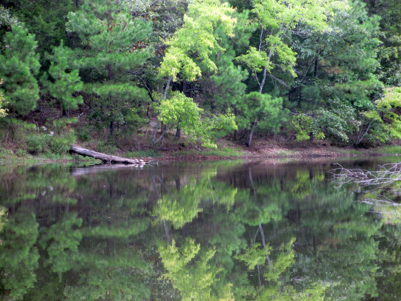 Cedar Pond Land Between the Lakes1