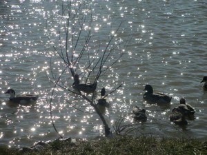 Ducks at Panther Creek Park Feb 7