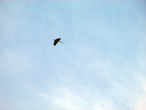 Panther Creek Park Goose Flying Overhead