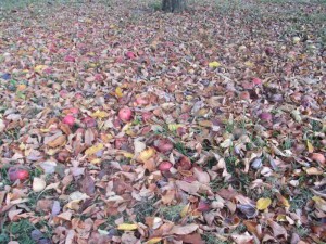 Apples on the Ground
