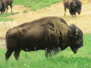 Bison at the LBL's Elk and Bison Prairie