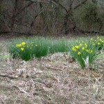 Daffodils in Land Between the Lakes