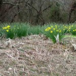 Daffodils in the Land Between the Lakes, Spring 2013