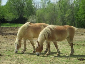 Horses in Kentucky