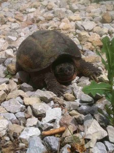 Turtle at Jack C. Fisher Park, Owensboro