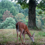 Deer at Carter Caves State Resort Park