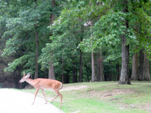 Deer at Carter Caves State Resort Park