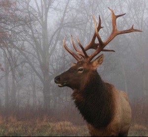 Elk (Elk & Bison Prairie, LBL)