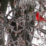 Beautiful Cardinal in Ice Covered Tree