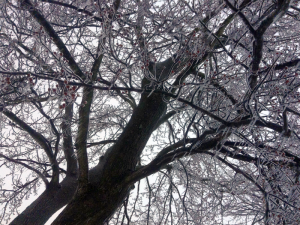 Kentucky Tree Covered in Ice