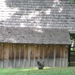 Chicken at The Homeplace, Land Between the Lakes
