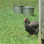 Chicken at The Homeplace, Land Between the Lakes