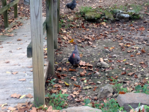 Chickens at The Homeplace