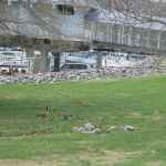 Geese at Green Turtle Bay