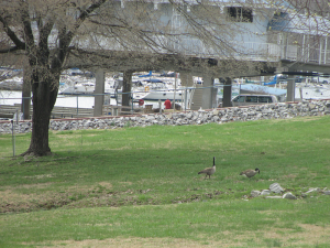 Geese at Green Turtle Bay
