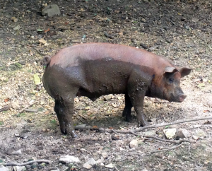 Homeplace Pig!
