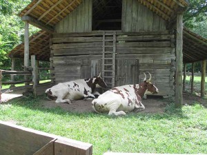 Oxen at the Homeplace, Land Between the Lakes