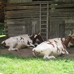 Oxen at the Homeplace, Land Between the Lakes