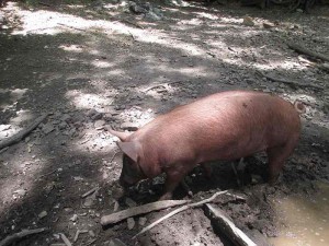 Pigs at the Homeplace, Land Between the Lakes