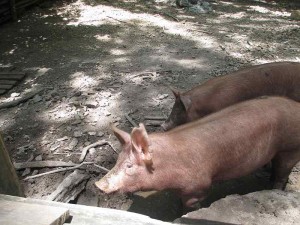 Pigs at the Homeplace, Land Between the Lakes