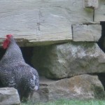 Rooster at the Homeplace, Land Between the Lakes