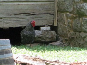 Rooster at the Homeplace, Land Between the Lakes