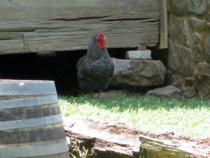 Rooster at The Homeplace, Land Between the Lakes