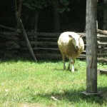 Sheep at The Homeplace, Land Between the Lakes
