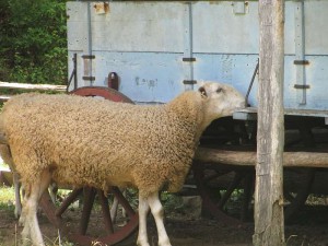 Sheep at The Homeplace, Land Between the Lakes