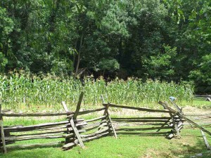 Split Fence at the Homeplace, Land Between the Lakes