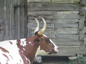 Oxen at The Homeplace, Land Between the Lakes
