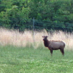 Elk at the Elk & Bison Prairie