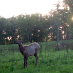 Elk at the Elk & Bison Prairie