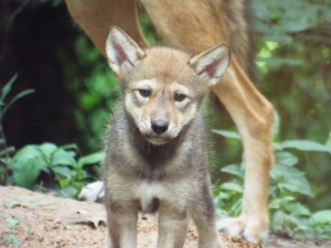 Red Wolf Pup: Nature Station, Land Between the Lakes