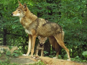 Red Wolves at The Nature Station, Land Between the Lakes