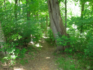 Trails at James Audubon State Park
