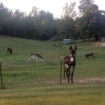 Donkeys in Lewisburg, Kentucky