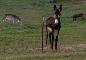 Donkeys Lewisburg, Kentucky A