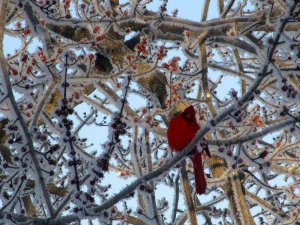 Kentucky cardinal winter storm February 2015