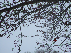 Cardinals Winter Tree Kentucky 2015