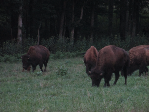 Bison at the Elk and Bison Prairie