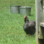 One of the free roaming chickens at The Homeplace!