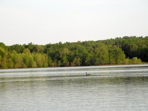 Geese on Honker Lake