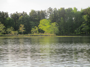 Geese on Honker Lake