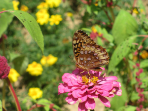 Butterfly on Zinnia at The Homeplace Land Between the Lakes