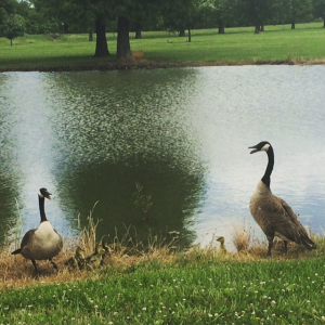 Geese and Goslings