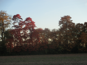 Autumn Trees near Sunset