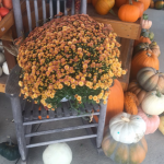 Pumpkins at Trunnell's Farm Market in Utica - Near Owensboro, Kentucky.