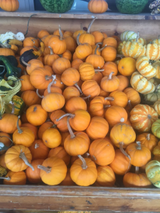 Pumpkins at Trunnell's Farm Market in Utica - Near Owensboro, Kentucky.