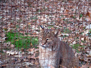 Bobcat at the Nature Station (Land Between the Lakes)